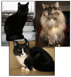 Black Franchezca,Zigne Bottilia and Bartholomea-Ezmeralda.