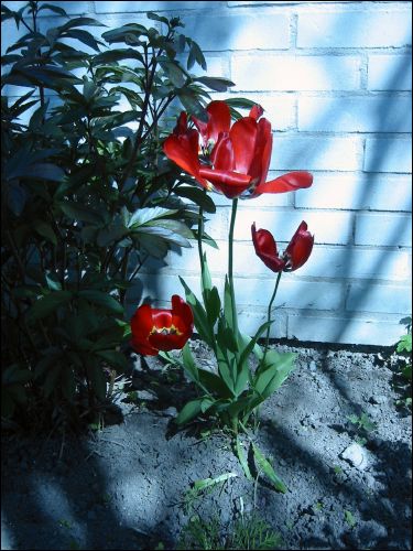 Mina stora r�da tulpaner snart helt utblommade.