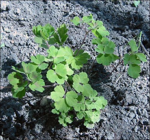 Akleja innan den blommade.