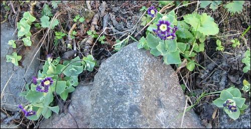 N�gon form av primula aurikel 