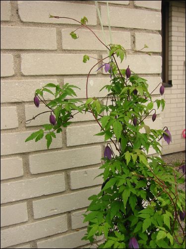Klematisen utanf�r garaget. Den blev angripen av stora feta �ckliga gr�na larver n�r vi var bortresta i 1� vecka. N�r vi kom hem fanns inte ett blad kvar.