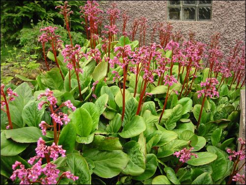 Bergenia v�xer p� en av mina sl�nter. Den �r fin s� l�nge den blommar och efter man tagit bort vissna st�ngslar.