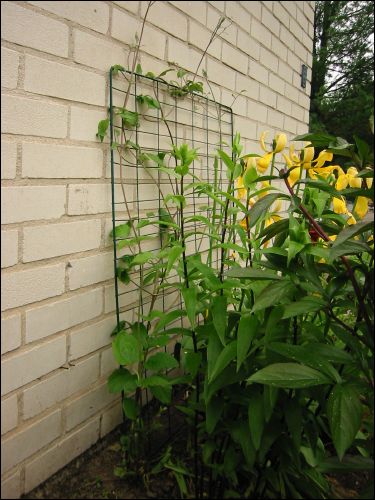 Min klematis under k�ksf�nstret. Sl�r ut med stora fina lila blommor sent p� sommaren. Spaljen �r borta s� ett galler fr�n en kompostl�da f�r agera st�d den h�r sommaren tills nya spaljen kommer upp.