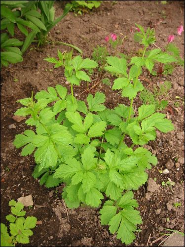 N�gon form av n�va med sm� gula blommor. Jag har nu dragit upp alal dessa f�r de spred sig som ogr�s och p� h�sten hade man fr�na p� katterna och i kl�derna. Blev less p� dem.