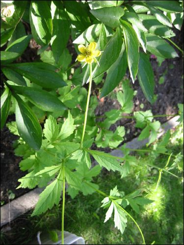 En annan n�va som slog ut med sm� gula blommor, dessa �r ox� uppryckta allihop.