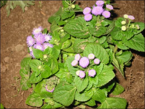En n�rbild p� den lilla plantan.
