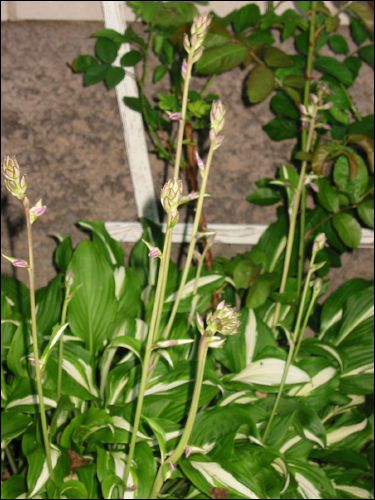 Hostan har f�tt blomknoppar.