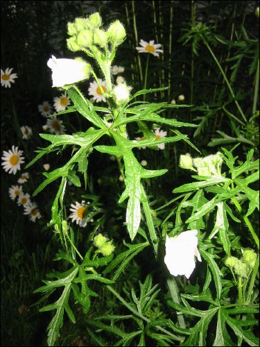 Min myskmalva som dock inte gillade att jag fick hj�rnsl�pp och flyttade den medan den blommade. *sl�r mig i huvudet*