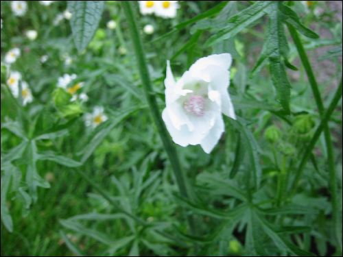 En n�rbild p� en blomma.