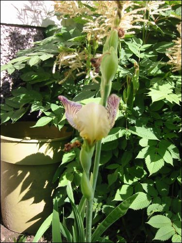 Min iris. Den delade jag i �r och fick 12 plantor sj�lv och gav bort 10 st. Den hade v�xt  in under min plymspirea som har storhetsvansinne.