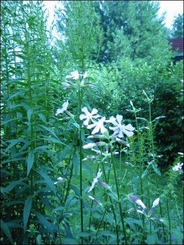 Och nu blommar den, n�gon som vet vad det �r?