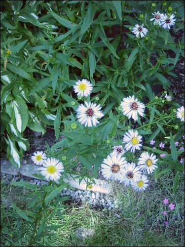 N�rbild p� de bl� h�ga som jag inte vet vad det �r. Bilden �r tagen p� en som g�tt av och ligger ner.
