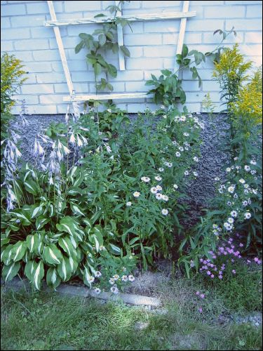 Lite tr�ngt i rabatten. Min hosta i full blom. Bakom den en ros jag trodde var stend�d och brevid v�xer en h�g bl� blomma som jag inte vet vad den heter.