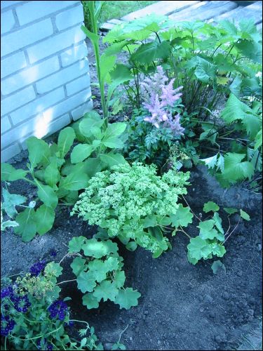 Jag k�pte en rosa k�rleks�rt och en rosa Astible, de har f�tt J�ttedaggk�pa framf�r. Skall bli 2 plantor till d�r sen som t�cker ut mot kanten. Brevis syns en Verbera deep purlpe som jag satte f�r att t�cka upp n�r det var s� tomt efter rensning av o�nskade v�xter vet inte riktigt vad som skall s�ttas d�r sen. Man skymtar �ven tobaksbloman som �r en meter h�g.