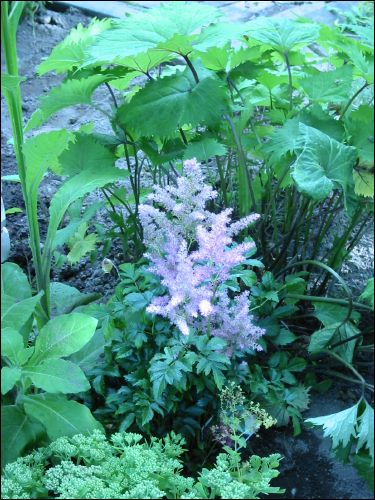 N�rbild p� Astible.