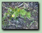 [Klicka f�r att f�rstora bilden]