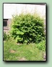 [Klicka f�r att f�rstora bilden]