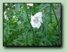 [Klicka f�r att f�rstora bilden]