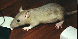 agouti6v.jpg