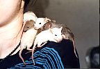 ienhog.jpg