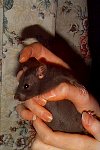 bebihand6.jpg