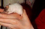 bebphand1.jpg