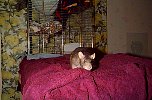 nellie1.jpg