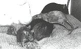 rattorpsng.jpg