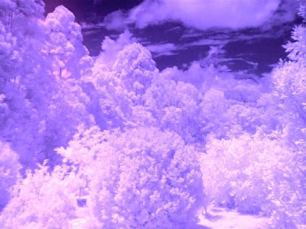 same IR photo, B4 photoshop, straight from the camera (enlareged though)